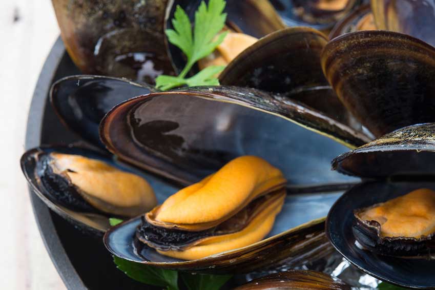 Kogge Elsfleth saisonal Miesmuscheln